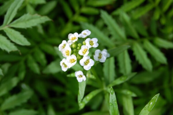 Belle fleur blanche closeup