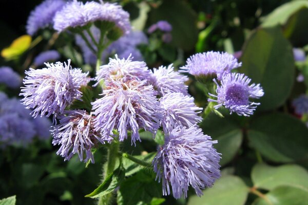 Garden flower of the aster family