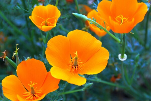 California poppy close-up