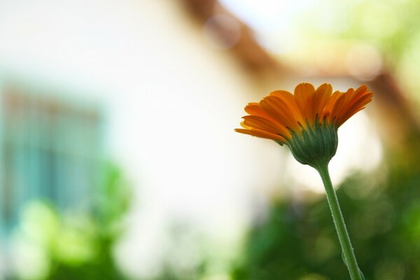 A blurry image of a summer flower