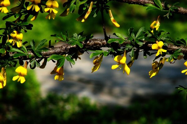 Tree blooming close-up