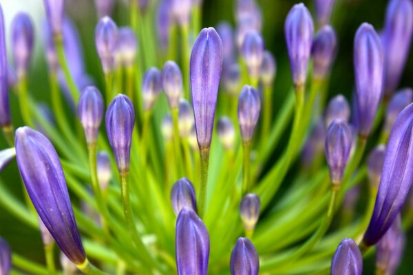 Purple flower lanterns on a clear morning