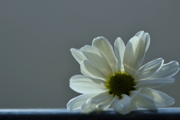 Flor branca em fundo branco