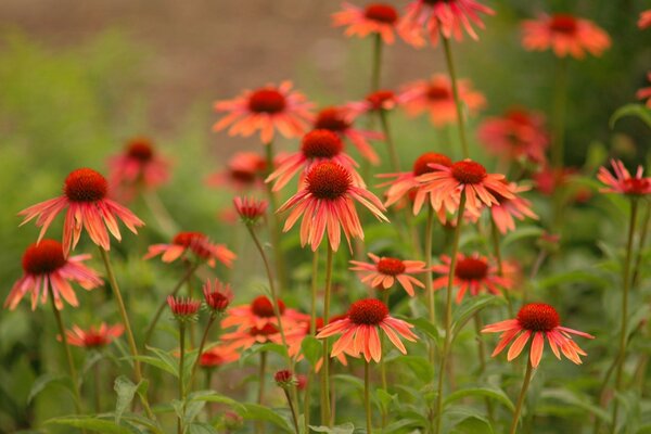 Fleurs orange dans le jardin au coucher du soleil