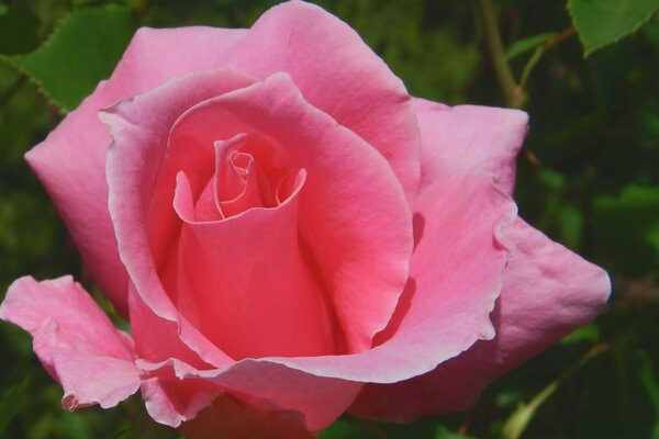 Beautiful rose petals unfold