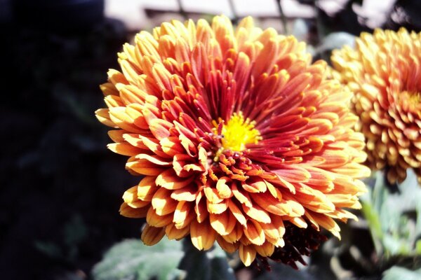 Schöne Gartenblume in rot-gelber Farbe