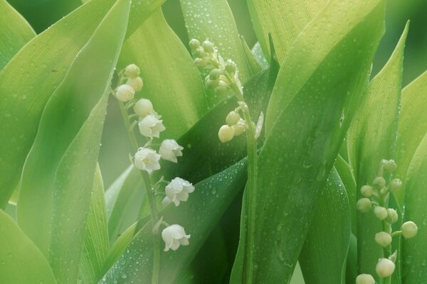 Flowers and leaves of lilies of the valley with dew