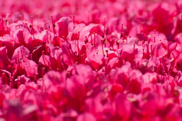 A bright composition of red flowers