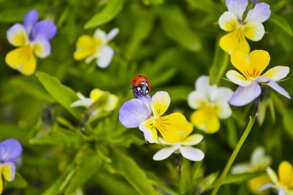 Ladybug on wildflowers