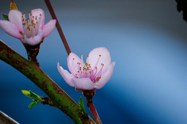 Apfelblüte auf einem verschwommenen Hintergrund