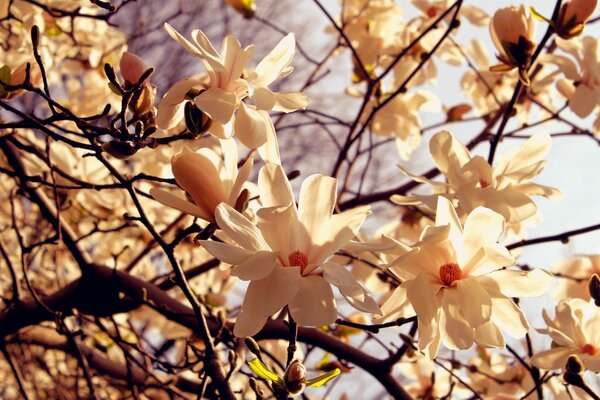 Ein warmer, heller, blühender sonniger Tag