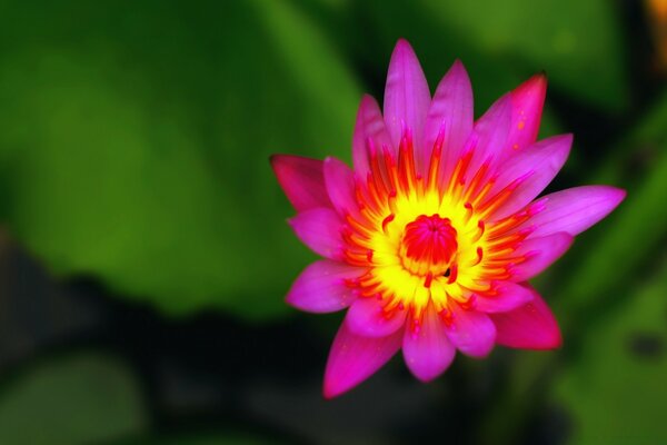 Bright pink with yellow flower on green