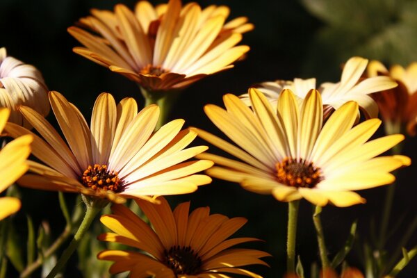 Hermosa naturaleza, hermosas flores