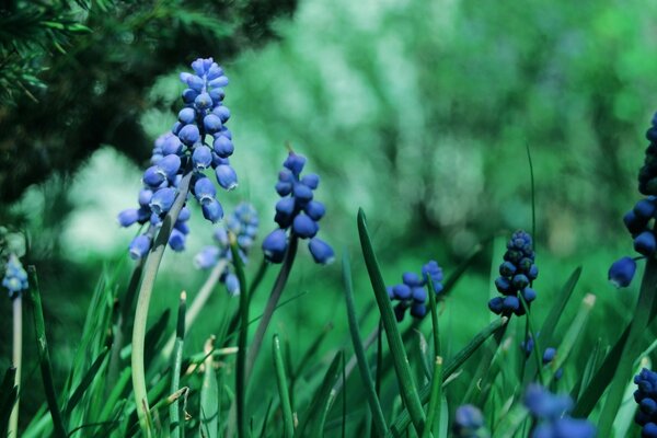 Flores azules en un claro verde