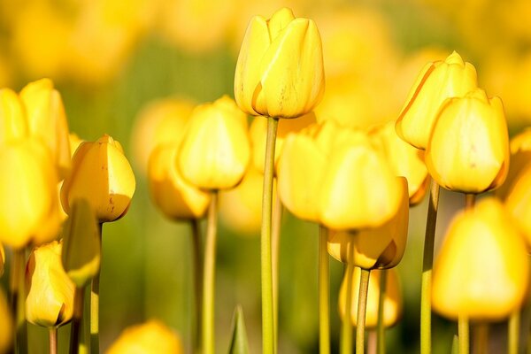 Tulipes jaunes sur un parterre de fleurs sous les rayons du soleil