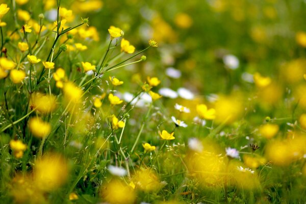 Літній сінокіс в дитинстві