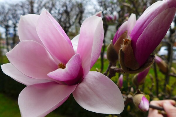 Magnolienblume im botanischen Garten