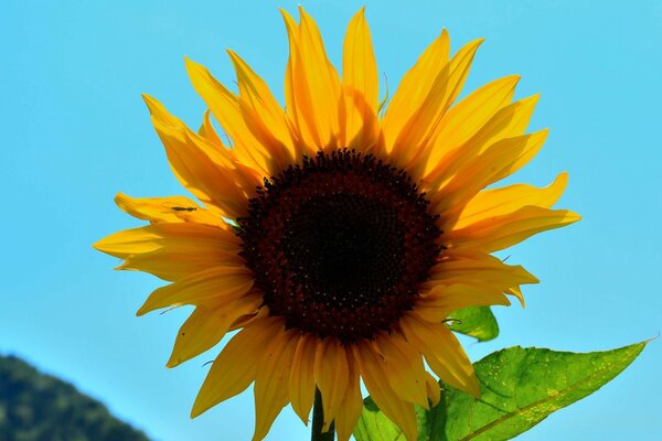 Gelbe Sonnenblume wächst im Sommer