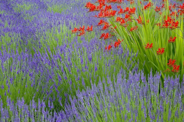 Blooming lavender gently purple and red flowers