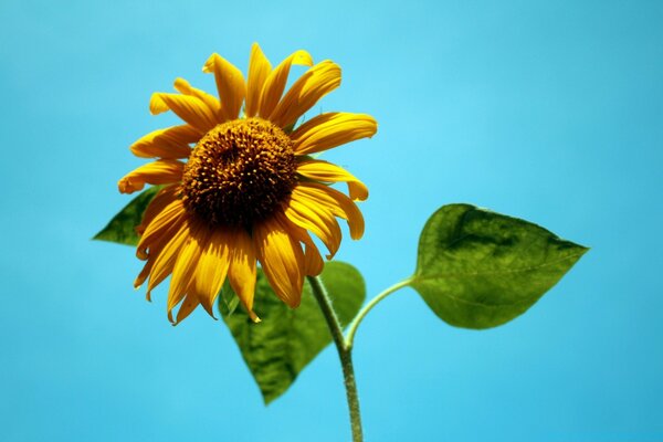 Tournesol sur fond de ciel bleu