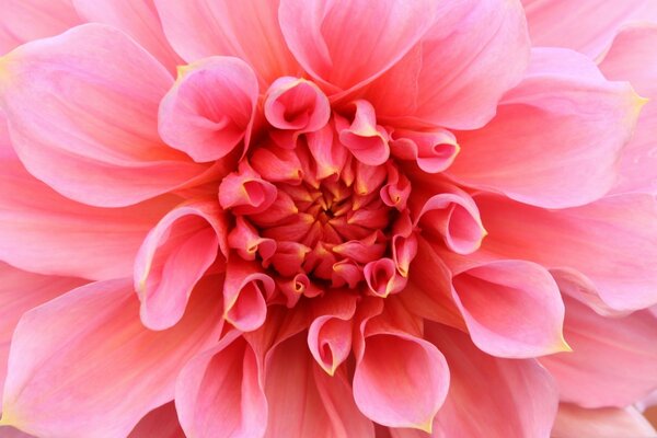 Қызғылт танымал Dahlias гүлі