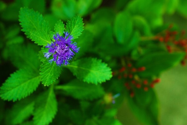 Naturaleza de verano hermosas flores