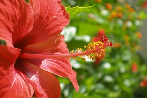 Beautiful garden flower of red color