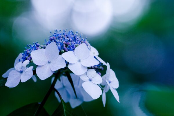 Macro de plantes dans le champ de sept