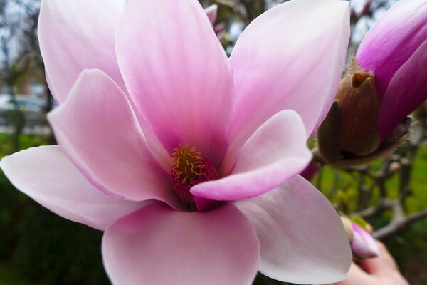 Pink beautiful magnolia flower