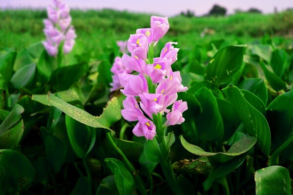 Pink flowers in the middle of an endless field