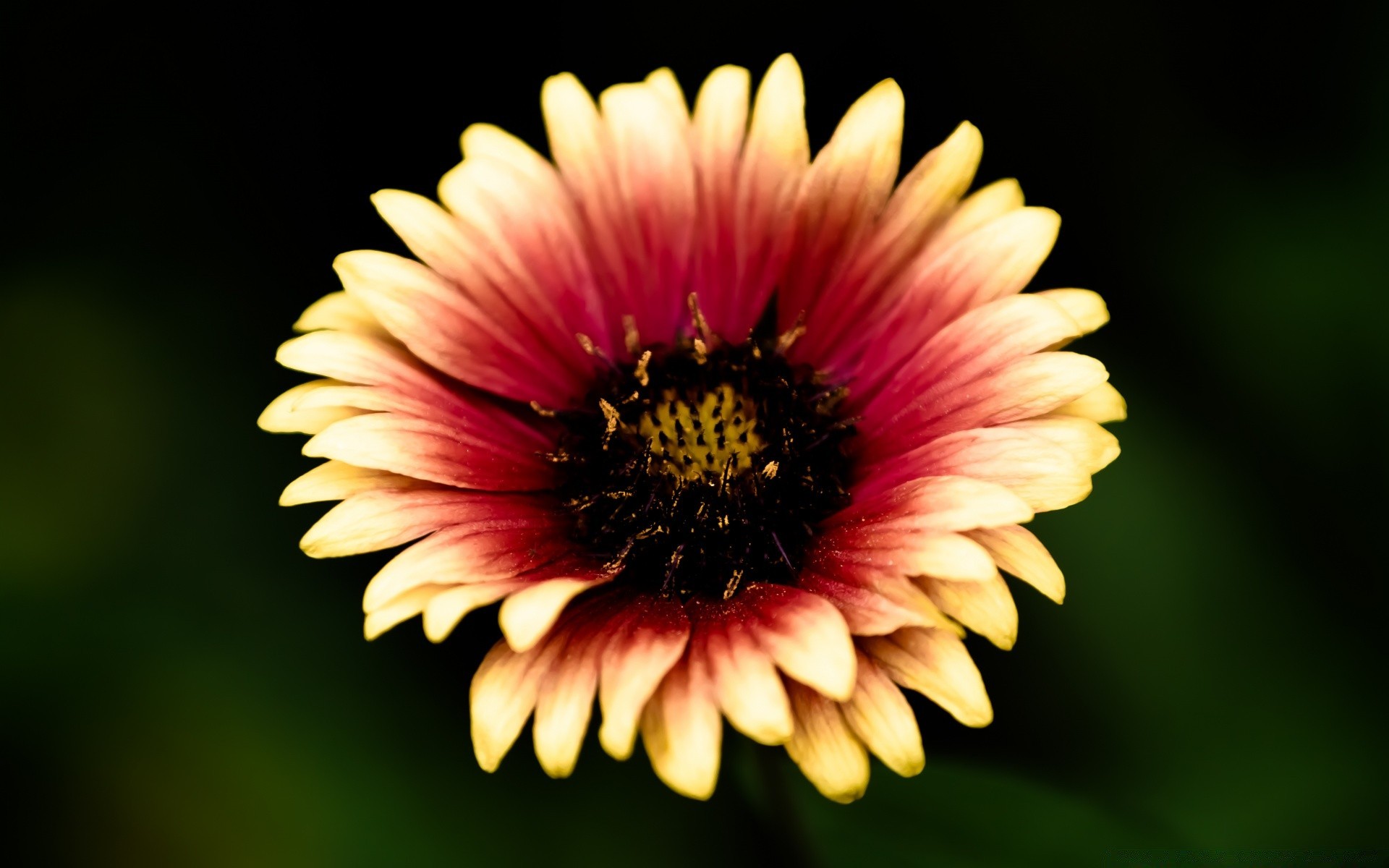 fiori fiore natura estate colore luminoso flora giardino foglia sfocatura bella