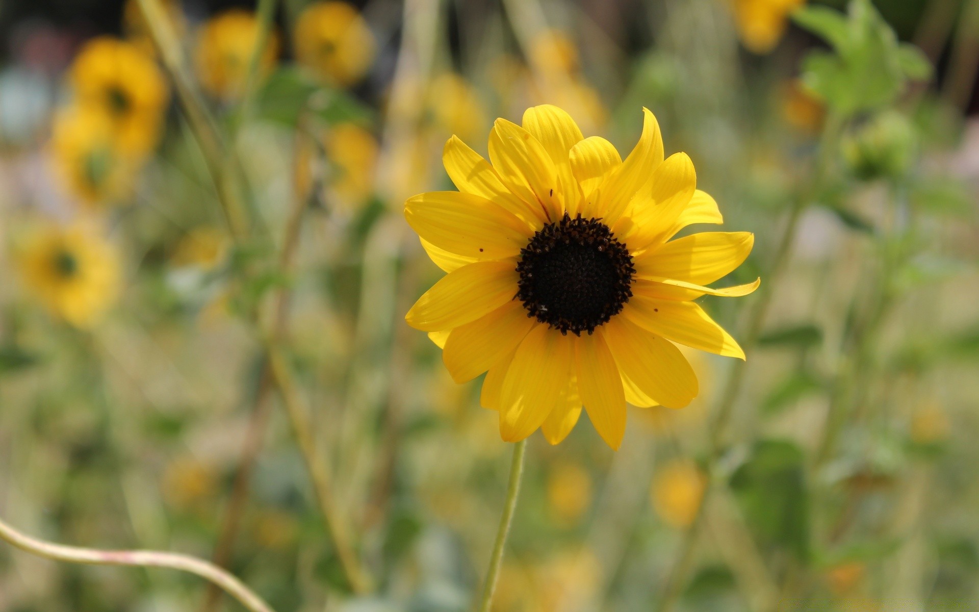 flowers nature summer flower flora leaf field bright outdoors garden growth close-up color blooming season rural hayfield fair weather floral beautiful