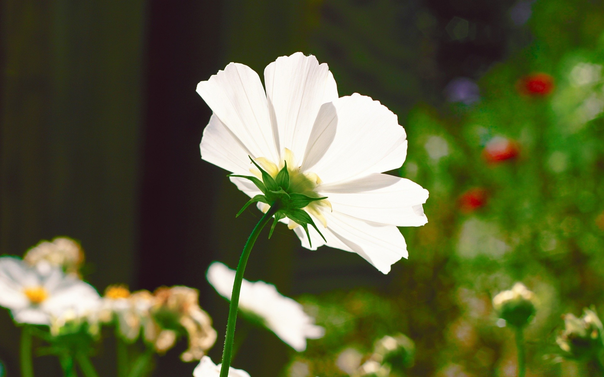 flowers flower nature flora summer leaf garden petal grass outdoors fair weather blooming growth floral bright field