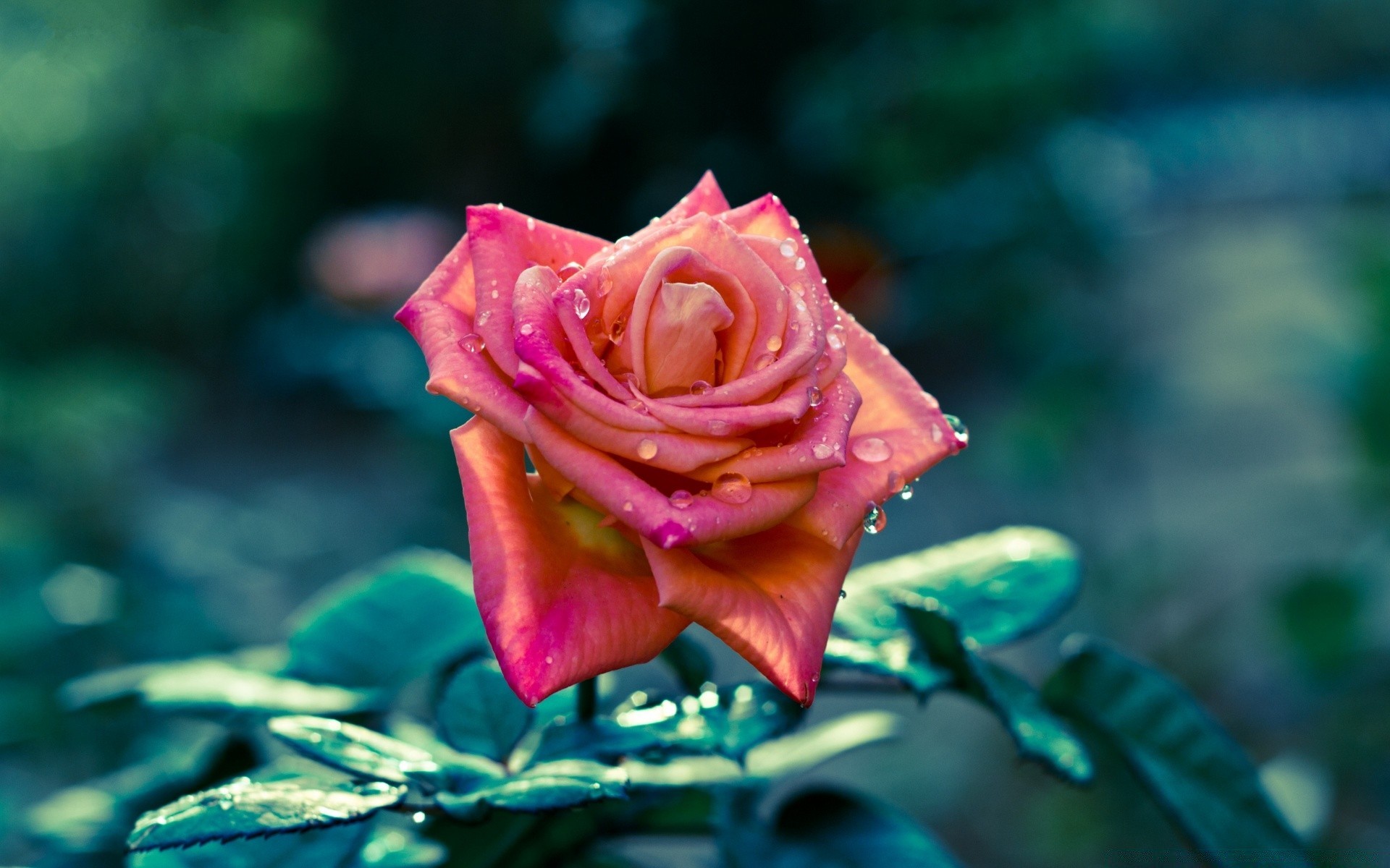 flowers flower rose nature petal love garden romance leaf floral romantic flora blooming wedding beautiful color outdoors delicate summer