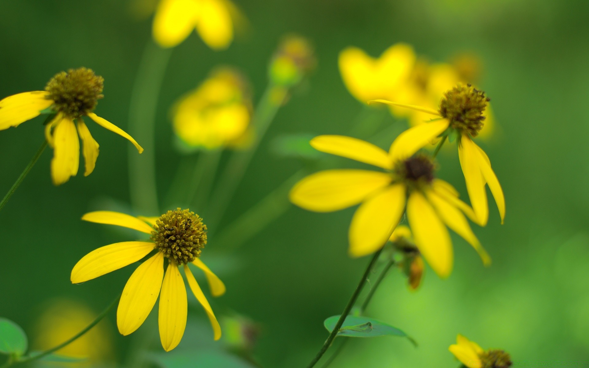 çiçekler doğa çiçek yaz flora yaprak açık havada bahçe büyüme güzel hava parlak böcek polen saman çiçeklenme petal alan çimen bulanıklık kır çiçeği