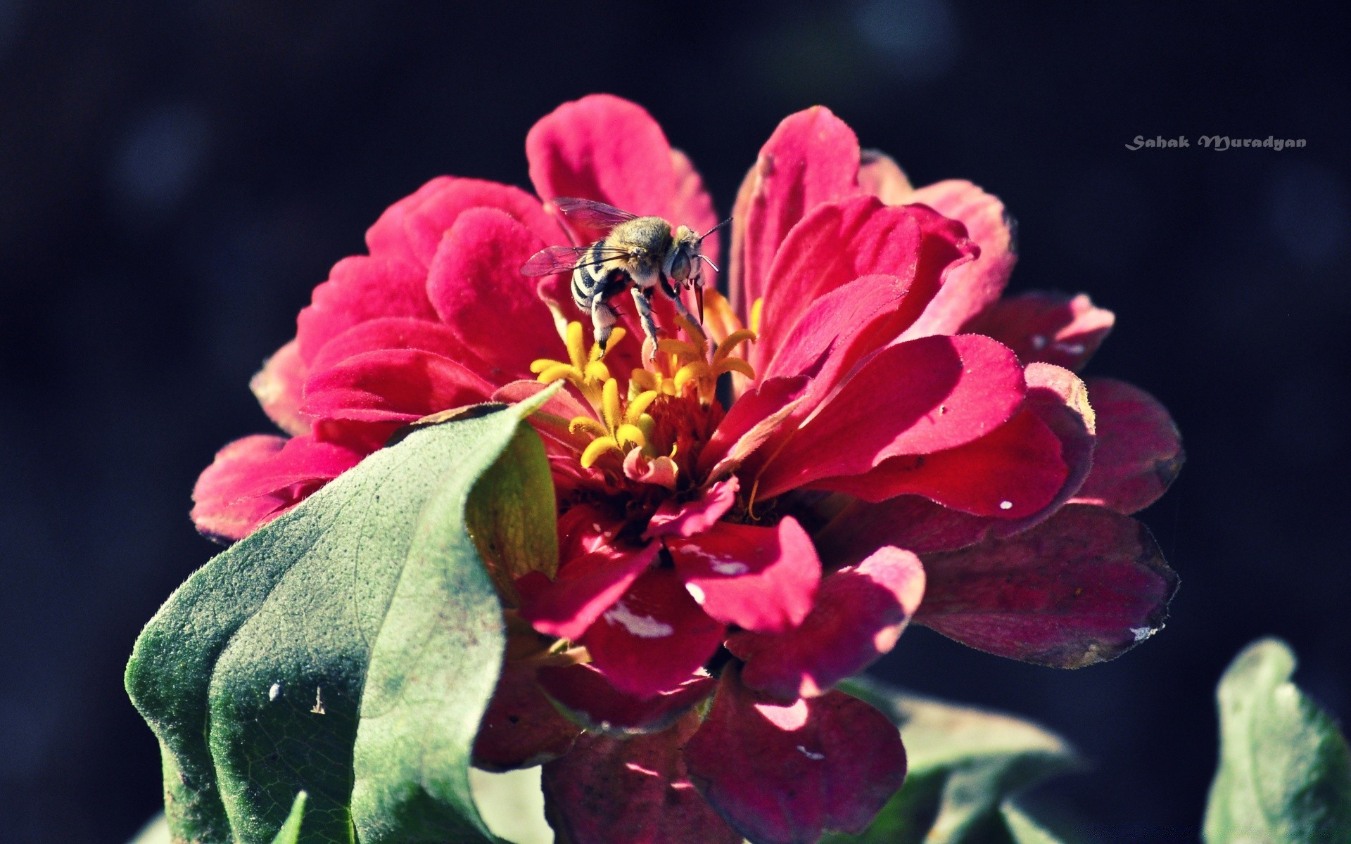 fiori natura fiore flora giardino foglia estate petalo polline floreale fiore colore luminoso bella all aperto crescita close-up