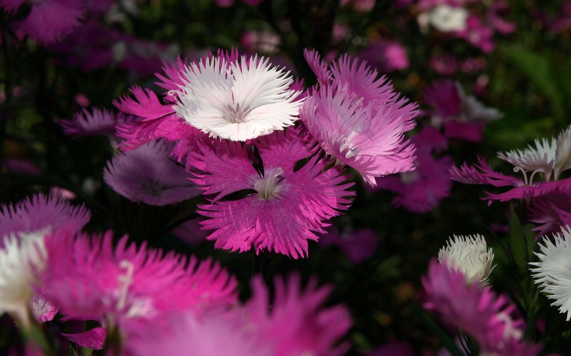 çiçekler çiçek doğa flora bahçe çiçek yaprak yaz çiçek açan petal renk parlak büyüme açık havada yakın çekim park güzel