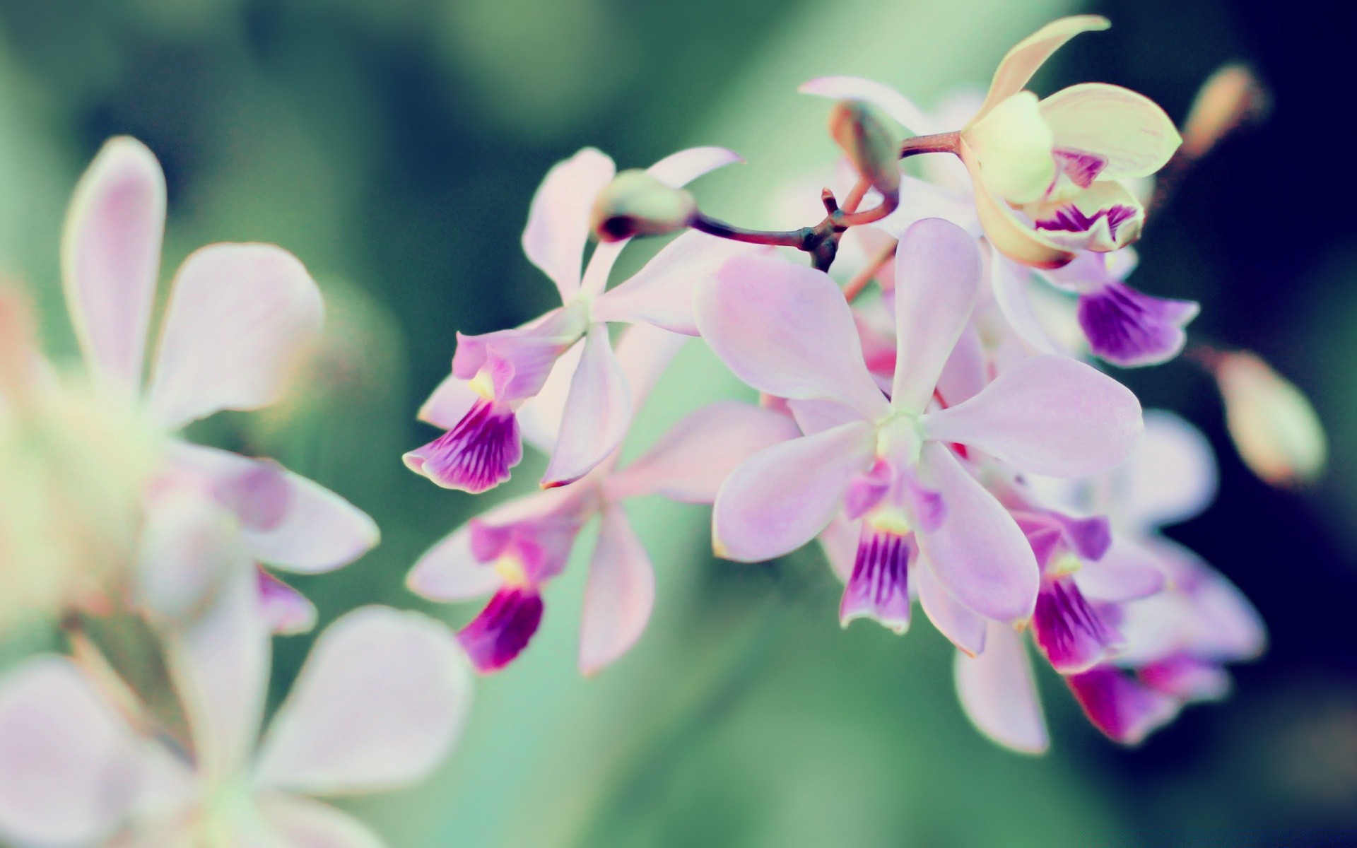 kwiaty kwiat natura flora tropikalny liść płatek kwiatowy bluming lato ogród orchidee piękny jasny elegancki delikatny oddział kolor egzotyczny wzrost