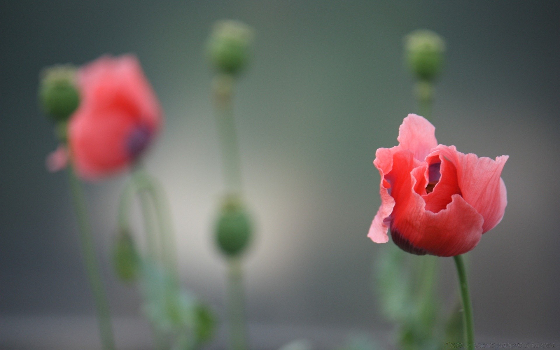 flowers flower nature summer poppy leaf flora rose garden bright love growth outdoors color blur husk