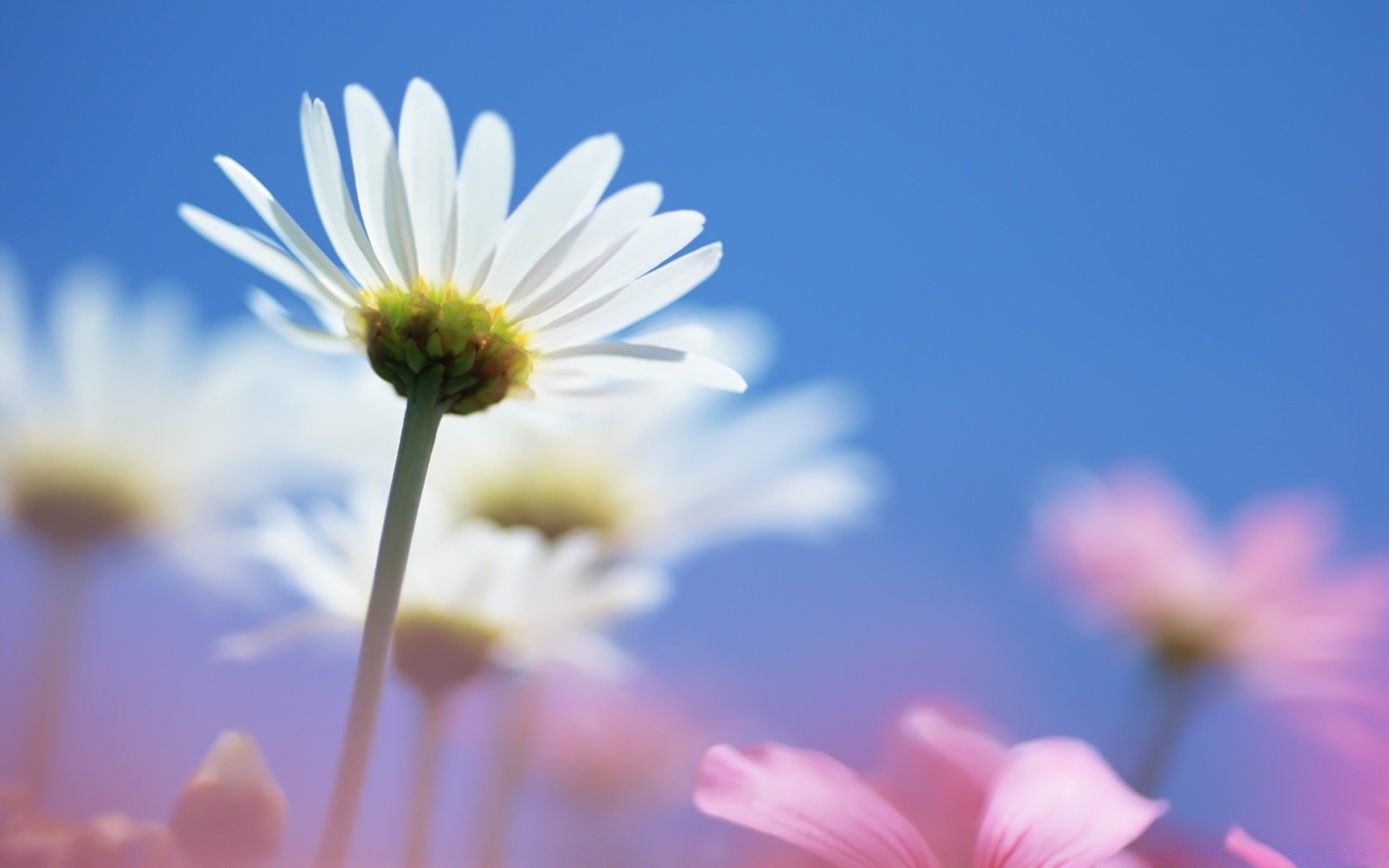 flowers nature flower summer flora chamomile growth garden bright fair weather sun blur field color close-up dof leaf petal season