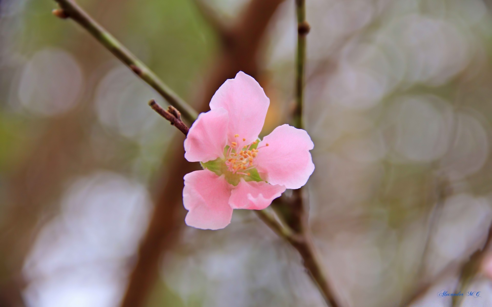 flowers flower nature flora leaf cherry branch tree outdoors bud petal growth peach delicate garden floral blooming blur apple