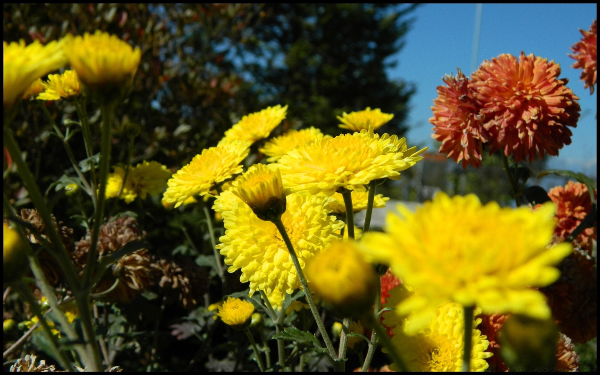 blumen blume natur flora garten blühen blumen sommer blütenblatt blatt feld farbe saison wachstum hell heuhaufen schließen im freien park hell