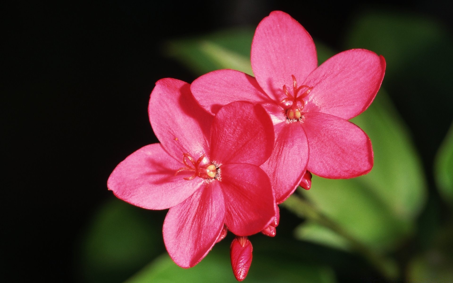 flores flor natureza flora jardim pétala folha blooming verão floral cor bela delicada crescimento brilhante