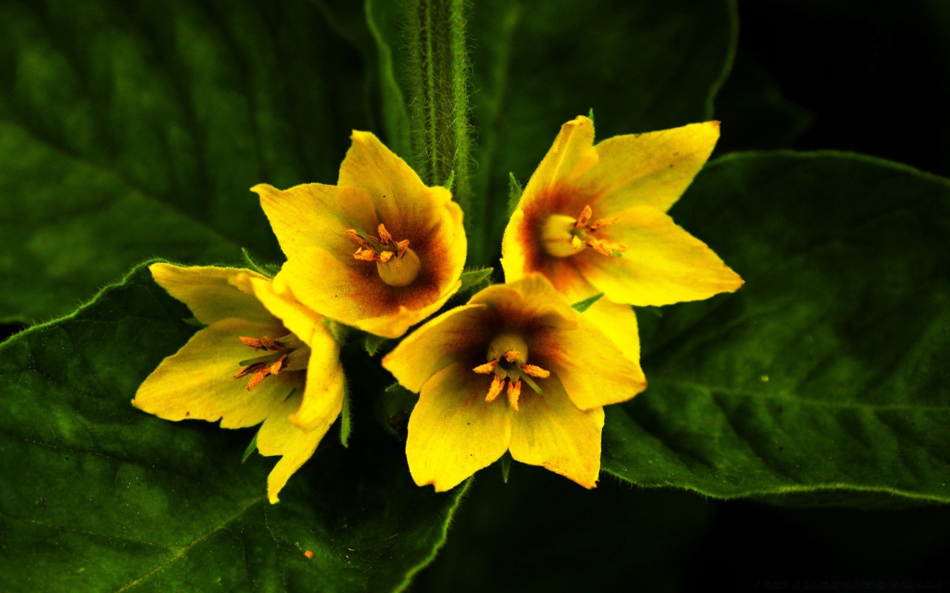 fleurs feuille nature fleur flore jardin à l extérieur couleur pétale lumineux saison bluming floral gros plan croissance été