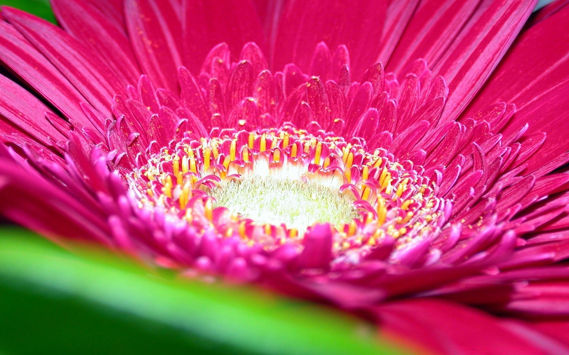 flowers flower flora nature bright beautiful summer garden color petal blooming floral close-up leaf desktop pollen botanical decoration single gerbera