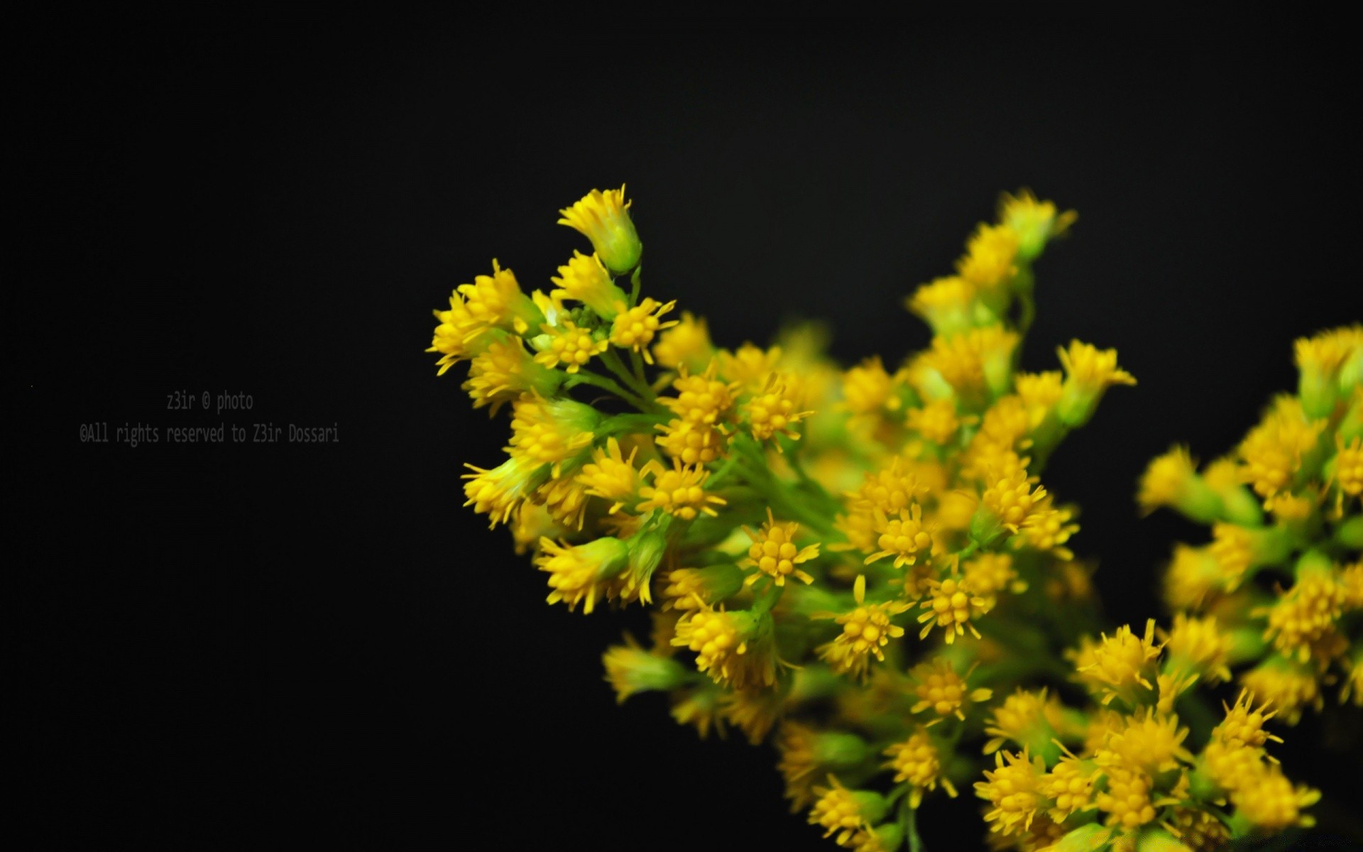 flores naturaleza flor hoja flora árbol al aire libre verano crecimiento brillante