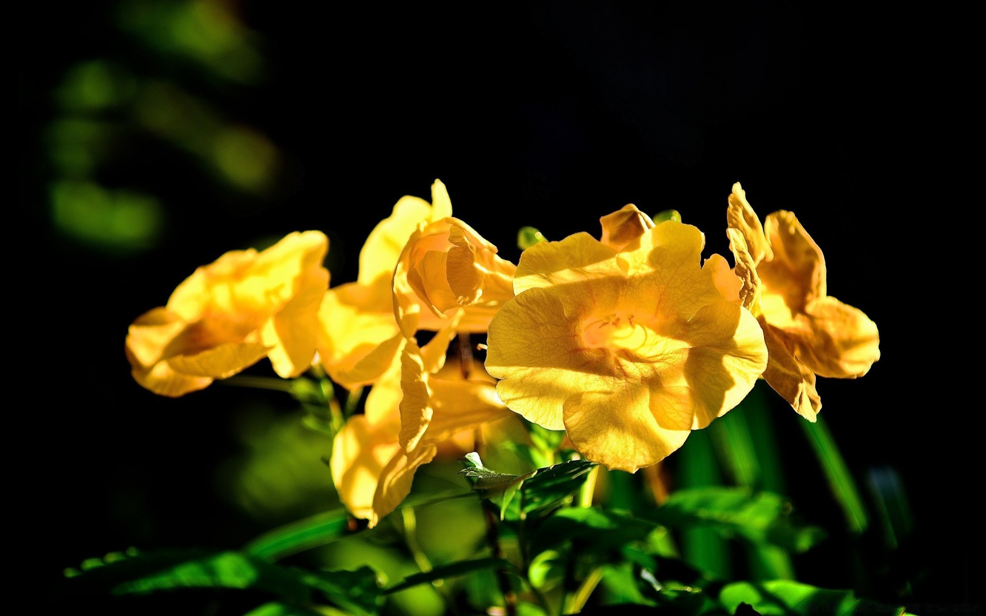 flores naturaleza flor flora hoja jardín color floral brillante verano pétalo floración crecimiento temporada hermoso narciso primer plano al aire libre tropical