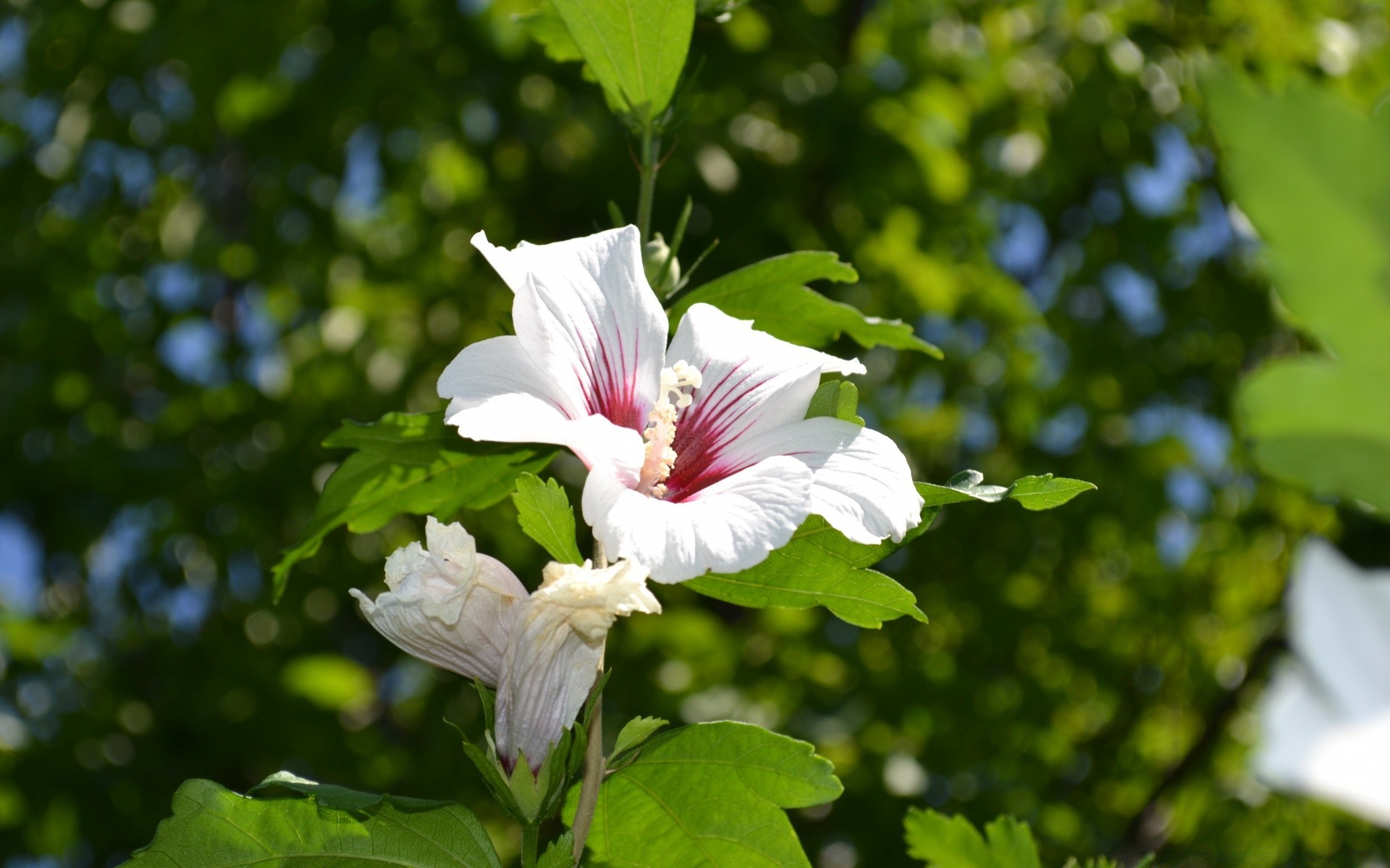 çiçekler flora yaprak çiçek doğa bahçe yaz ağaç çiçek çiçek açan yakın çekim parlak renk büyüme petal açık havada park güzel ortamlar şube