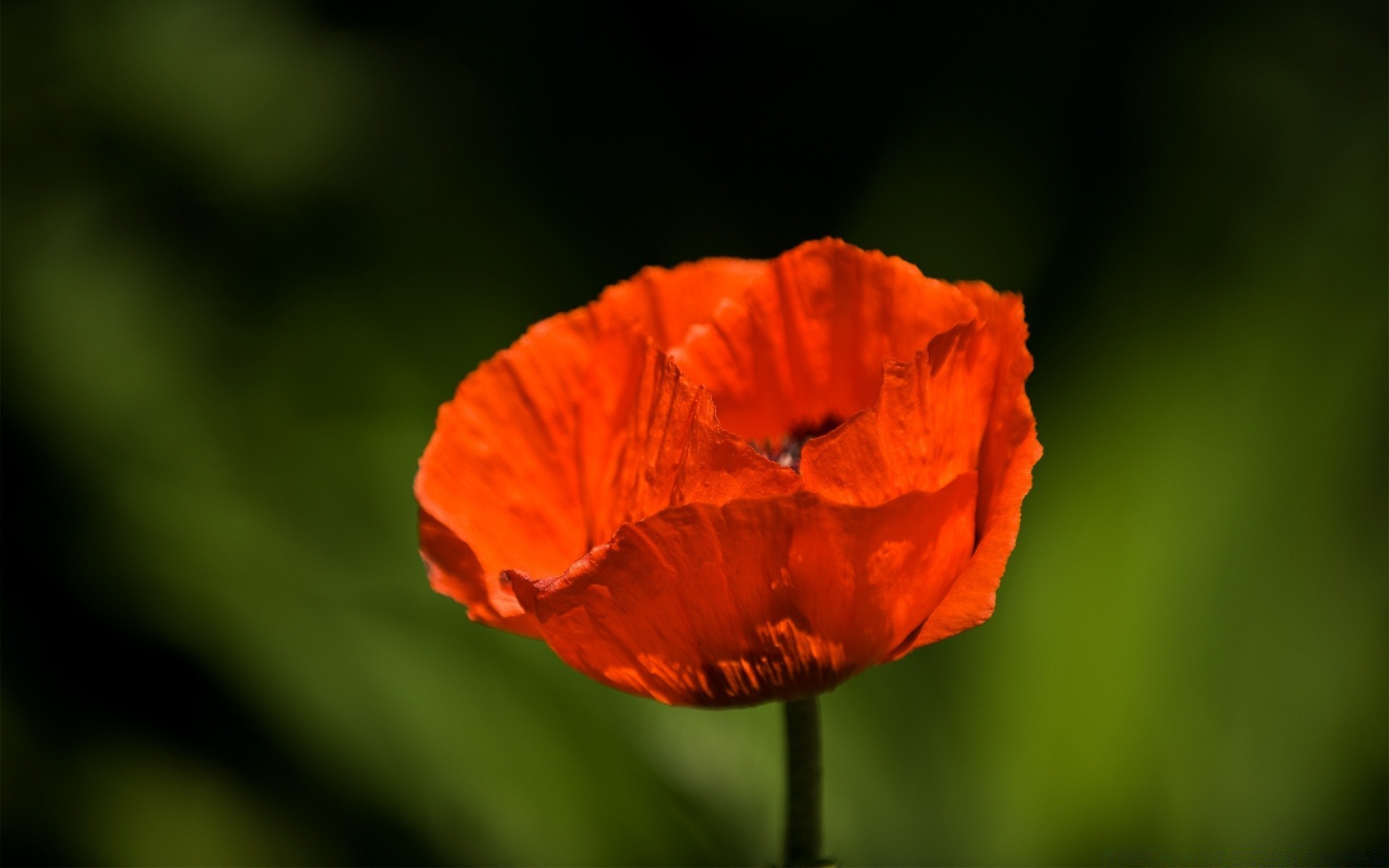 flowers nature flower poppy summer flora leaf color bright garden outdoors petal