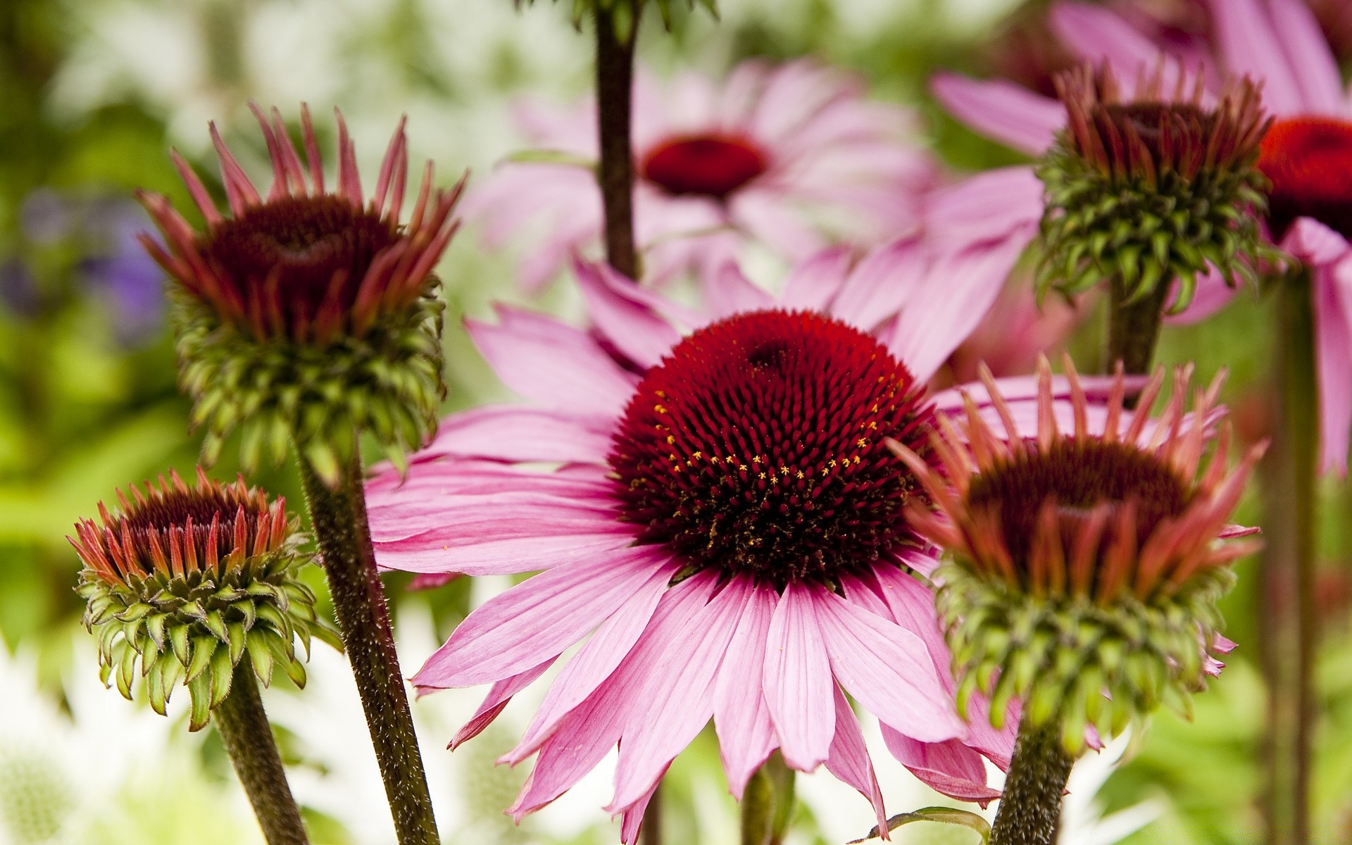 fleurs nature fleur flore jardin été bluming feuille floral gros plan botanique à l extérieur pétale couleur vivace échinacée belle